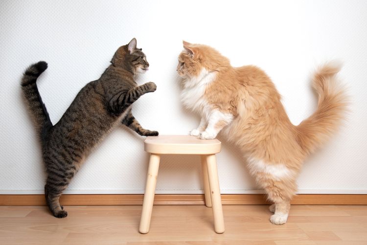 Ilustrasi kucing berkelahi, kucing bertengkar di rumah.