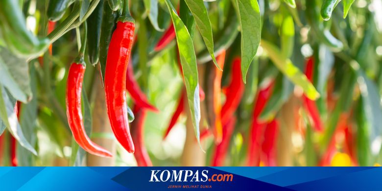 Ppkm Darurat Harga Cabai Merah Di Provinsi Jawa Bali Melonjak Ppkm Darurat Harga Cabai Merah Di Provinsi Jawa Bali Melonjak
