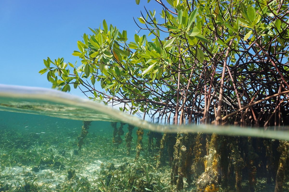 Ilustrasi mangrove (Rhizophora mangle) pohon bakau