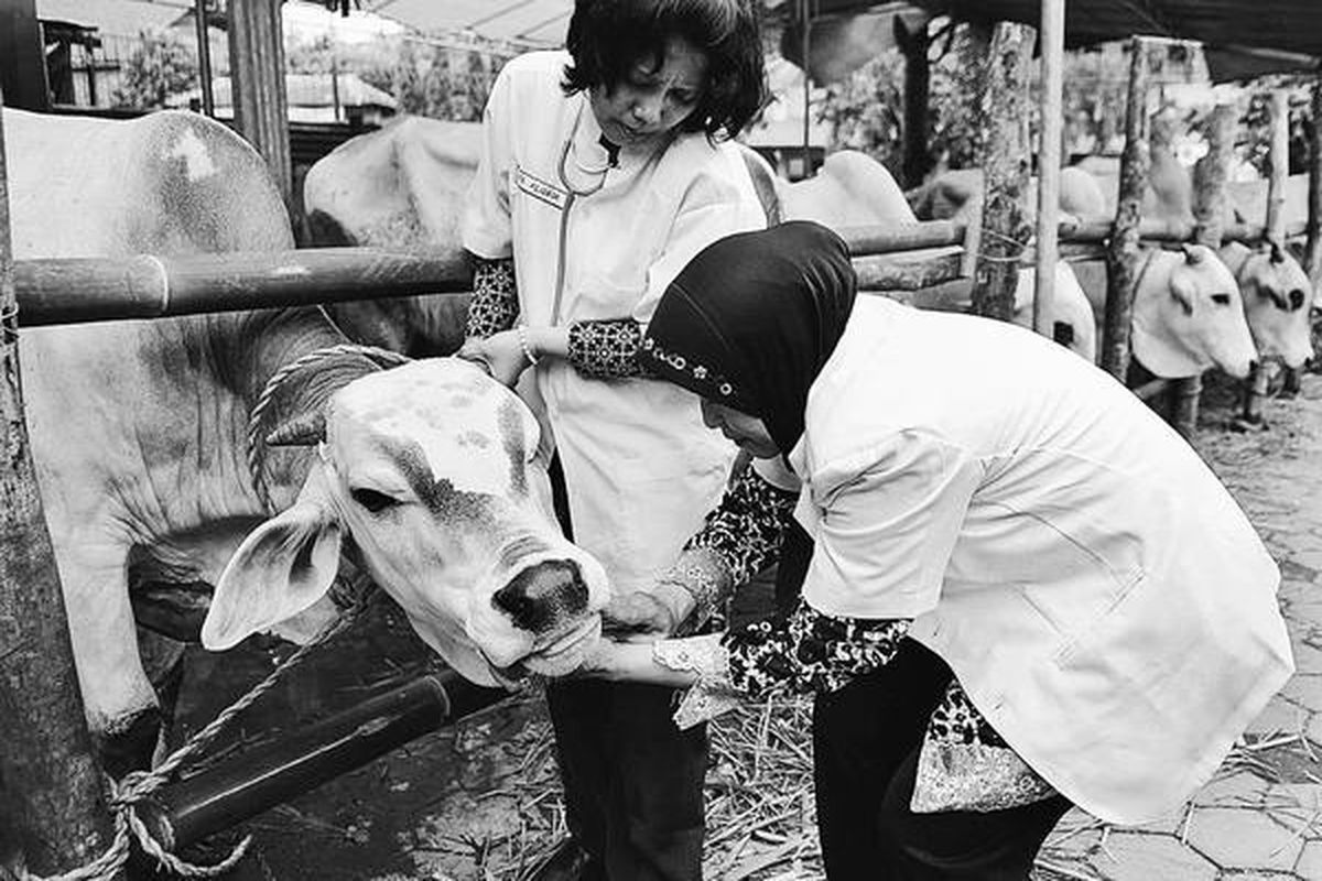 Petugas Dinas Perindustrian Perdagangan Koperasi dan Pertanian Yogyakarta memeriksa hewan kurban milik pedagang hewan musiman di Jalan Pramuka, Giwangan, Yogyakarta, Selasa (17/11). Pemeriksaan ini dilakukan untuk menghindari kemungkinan hewan kurban yang datang dari luar Kota Yogyakarta terserang penyakit yang membahayakan bila dikonsumsi manusia.