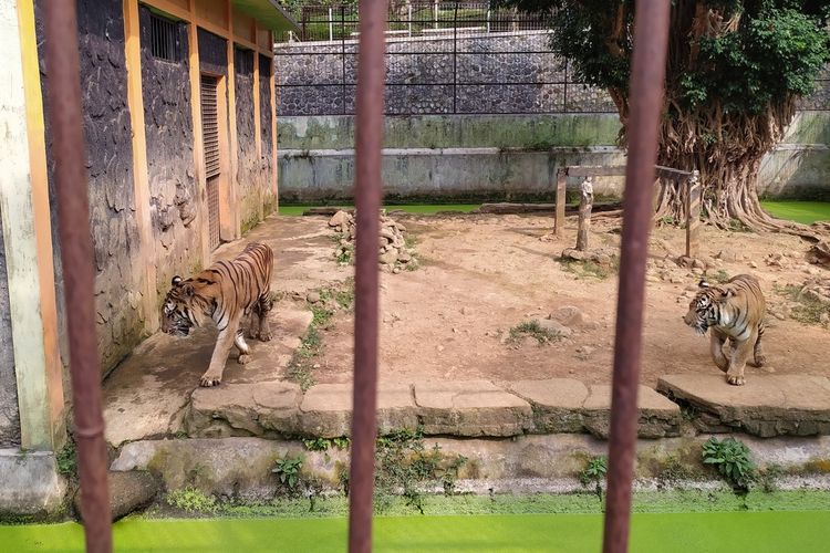 Harimau Benggala menjadi salah satu satwa yang menghuni Taman Rekreasi Margasatwa Serulingmas, Banjarnegara, Jawa Tengah. Foto diambil pada 16 Oktober 2021.