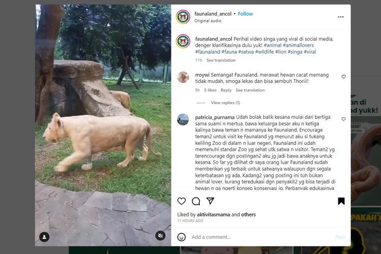 Tangkapan layar Thorri, salah satu singa di Faunaland Ancol yang cacat. Hal ini berkaitan dengan video viral soal singa di Faunaland Ancol yang disebut sakit dan sering terjatuh.