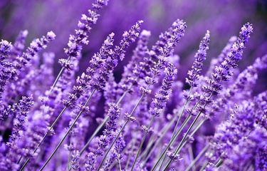 Ilustrasi tanaman lavender.