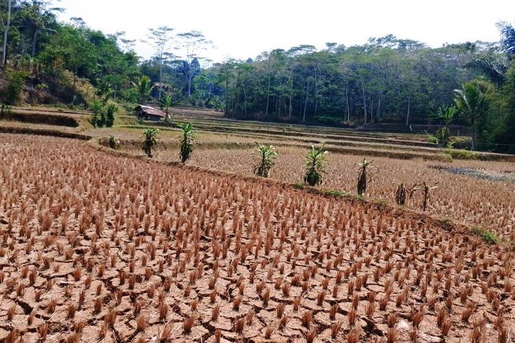 Kemarau Bikin 500 Hektare Sawah di Cianjur Gagal Tanam, Petaninya Merantau ke Kalimantan