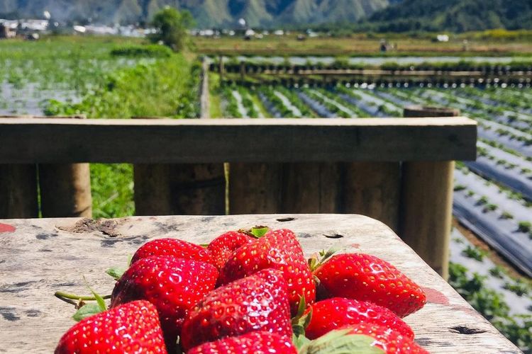 Kedai Sawah Sembalun di Desa Sembalun Bumbung, Kecamatan Sembalun, Kabupaten Lombok Timur