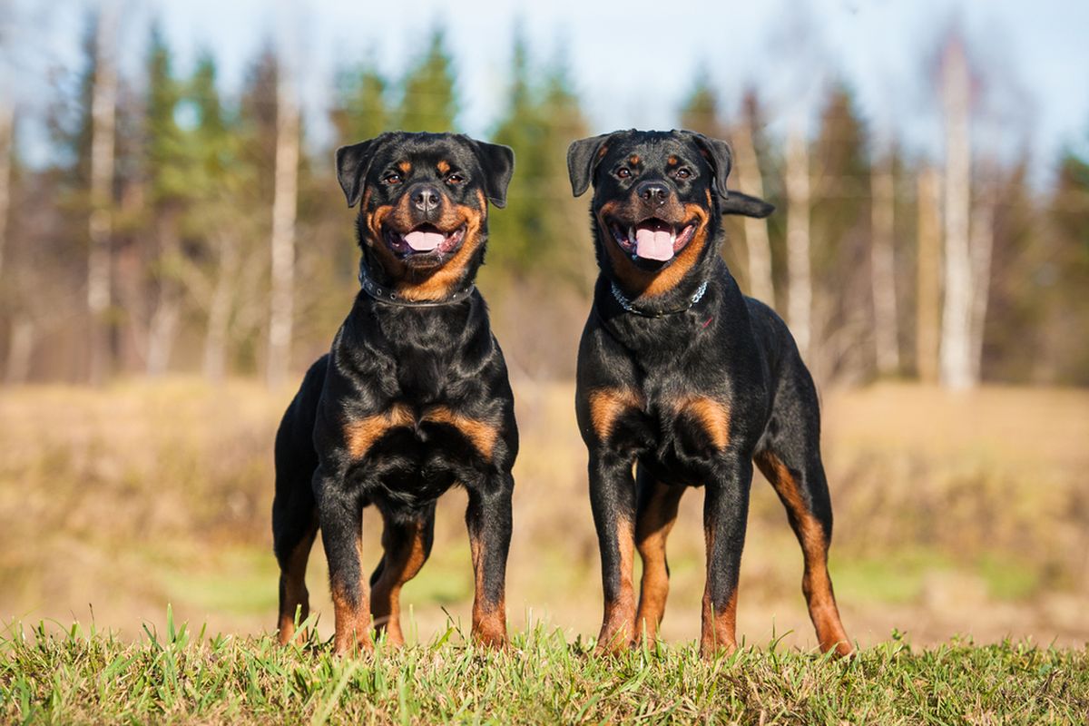 Ilustrasi anjing Rottweiler. 