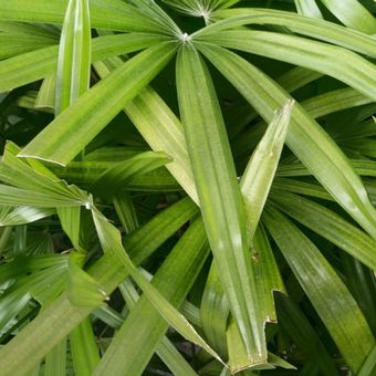 Boradleaf Lady Palm.