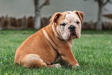 5 Fakta Unik Anjing Bulldog, dari Sejarah Kelam sampai Sulit Beranak