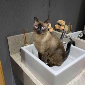 Ilustrasi kucing membuang kotoran di wastafel kamar mandi