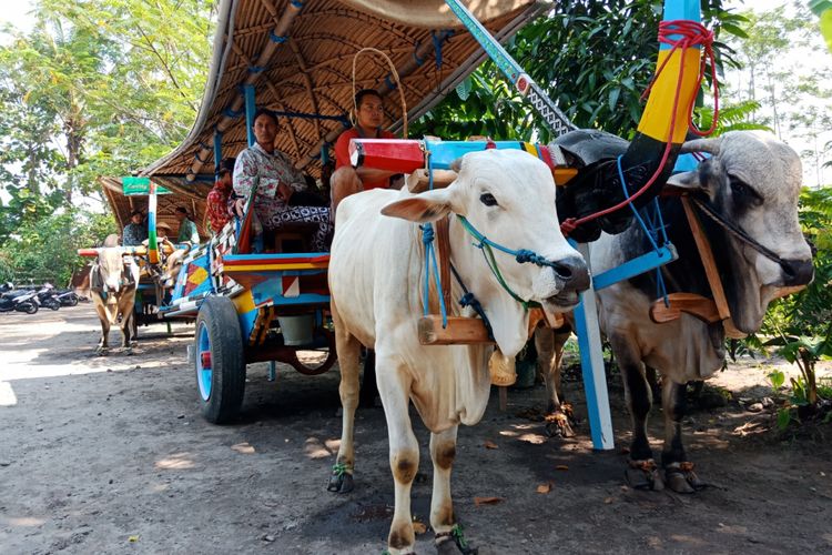 Gerobak sapi yang masih beroperasi mengangkut wisatawan di Omah Kecebong, Desa Cebongan, Kabupaten Sleman, DIY, Rabu (9/5/2018).