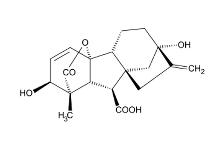 Hormon Giberelin: Pengertian dan Fungsinya