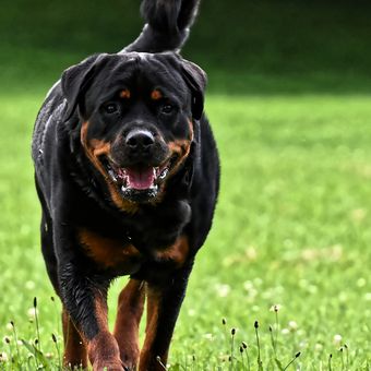 Ilustrasi anjing jenis Rottweiler. 