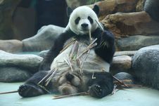 Cai Tao dan Hu Chun, Panda Lucu di Taman Safari Indonesia 