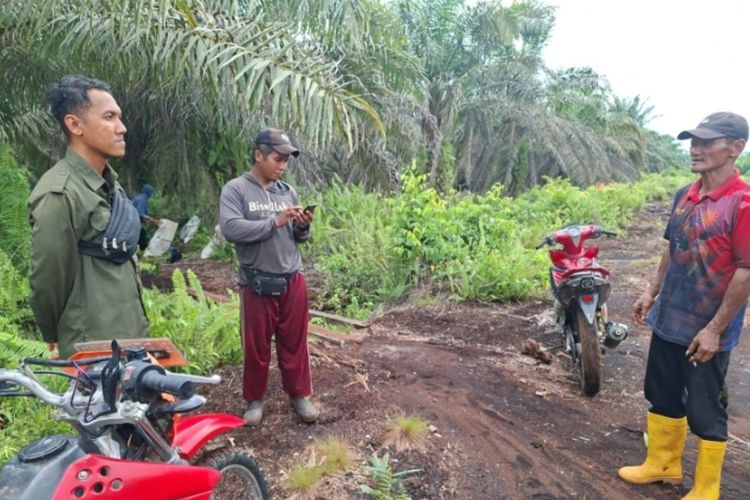 Harimau Serang Petani yang Sedang Angkut Sawit di Siak Riau, Selamat Setelah Kabur dengan Sepeda Motor