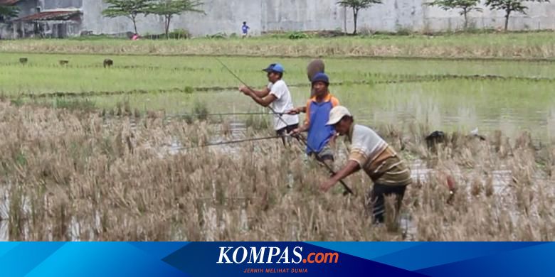 Kolam Pancing Lele Harian Terdekat - KOLAMA
