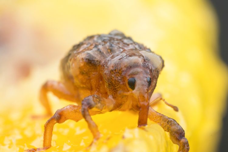 Ilustrasi hama penggerek buah mangga.