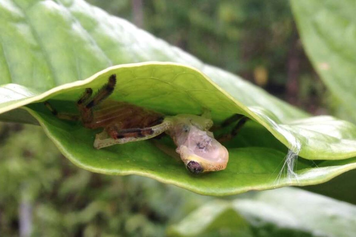 Laba-laba Madagaskar terlihat tengah menyantap katak di dalam lipatan daun yang direkatkan dengan jaring mereka.