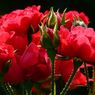 Kenapa Bunga Mawar Merah Identik dengan Hari Valentine? Ini Sejarahnya