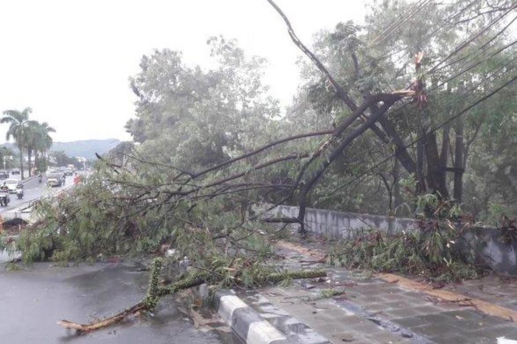 Pohon tumbang di kawasan Jalan Alternatif Sentul, Bogor, akibat cuaca buruk