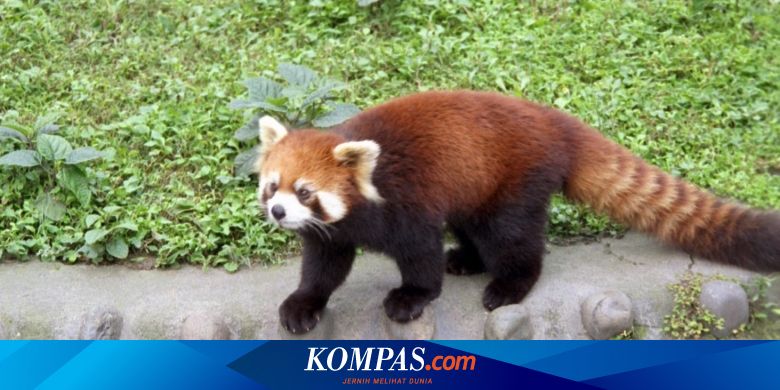 Telah Hilang Seekor Panda Merah,Bar Wallpaper Background