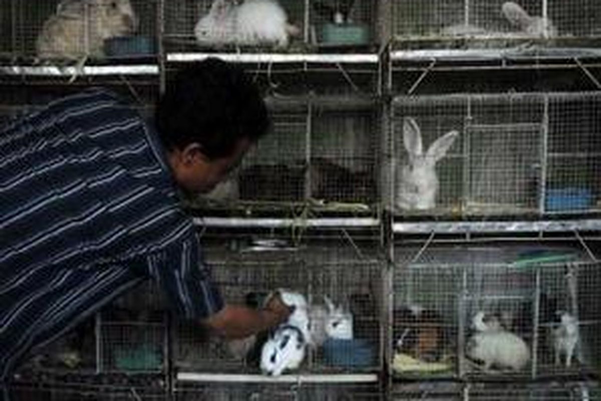 Pedagang Kelinci melakukan perawatan di Pasar Burung Jalan Barito, Jakarta Selatan (12/3). Pemerintah Provinsi DKI Jakarta akan merelokasi pasar burung di Jalan Barito ke Cibubur, Jakarta Timur. Relokasi itu terkait dengan pencegahan penyebaran virus flu burung dan menciptakan kembali jalur hijau. 