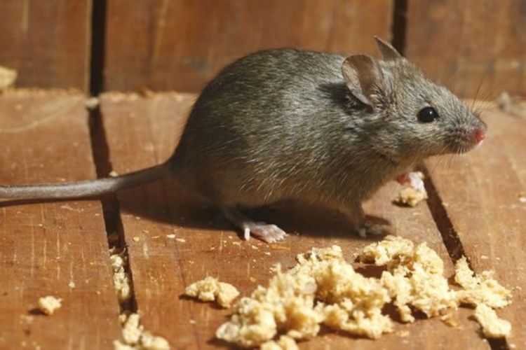3 Alasan Tikus Sering Lolos dari Jebakan Serta Cara Mengatasinya