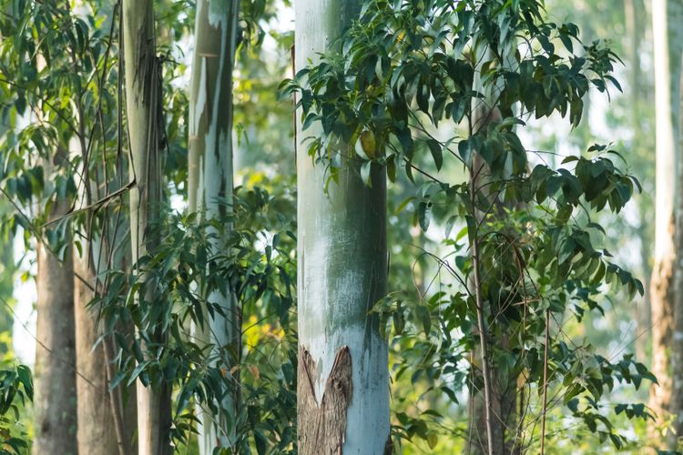 Ilustrasi tanaman eucalyptus