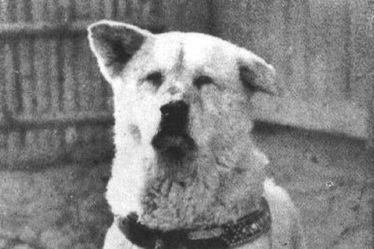 Hachiko, anjing yang setia menunggu Profesor Ueno di Stasiun Shibuya, Tokyo, Jepang. 