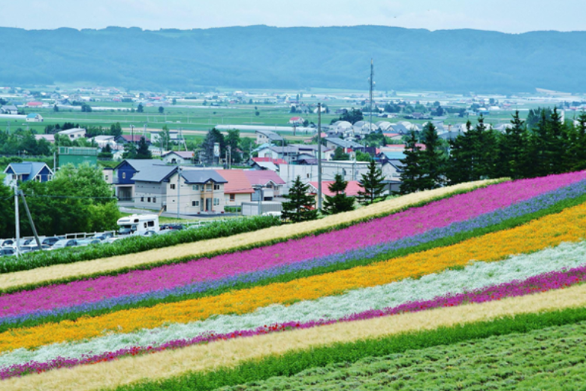Farm Tomita di Furano menarik sekitar 1 juta pengunjung setiap tahun dengan hamparan lavender ungu tua. 