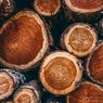 Hari Keanekaragaman Hayati Sedunia: Menengok Ulin yang Makin Langka di Hutan Kalimantan 