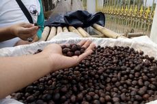 Wine Coffee, Kopi Fermentasi Seharga Rp 2 Juta Per Kilogram