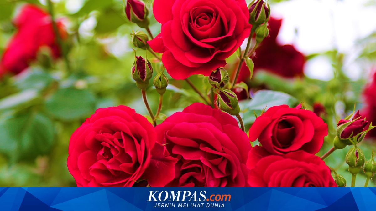 6 Tanaman Bunga yang Wanginya Semerbak, Bisa Ditanam di Rumah