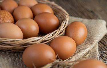 2021 terkini harga ayam telur Terkini! Harga