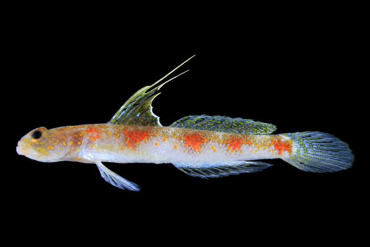 BRIN Temukan Spesies Baru Ikan Gobi di Banyuwangi, Dinamai Tomiyamichthys Oriens