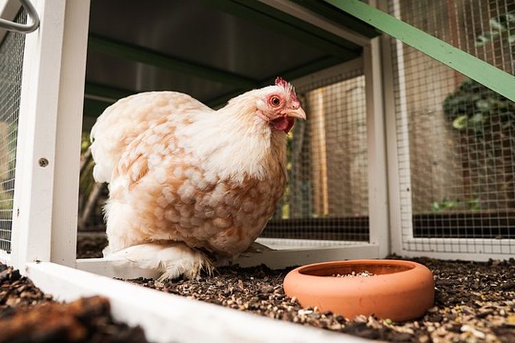 ilustrasi ayam di dalam kandang. Kota-kota di Prancis dan Belgia membagikan ayam gratis selama bertahun-tahun ke warga mereka untuk memerangi limbah makanan rumah tangga. 