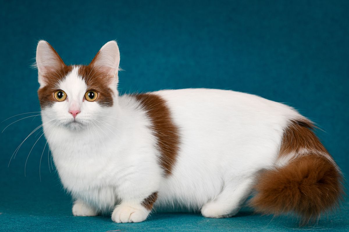 7 Ras Kucing Kecil, Unik dan Menggemaskan