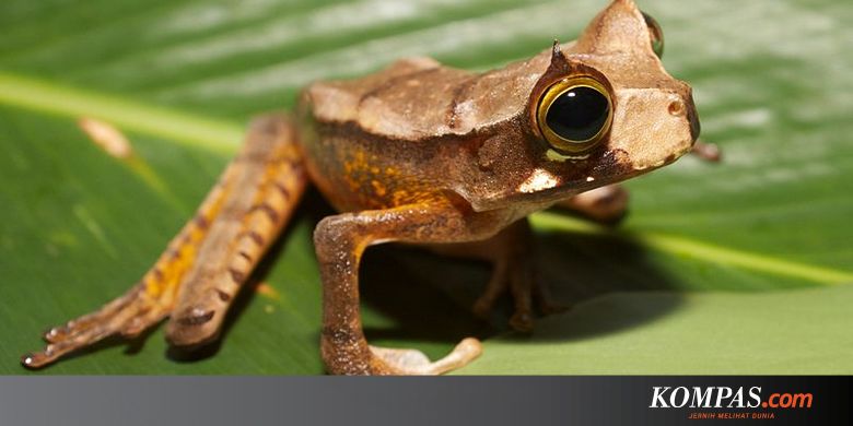 660 Koleksi Gambar Hewan Amfibi Beserta Namanya Terbaru