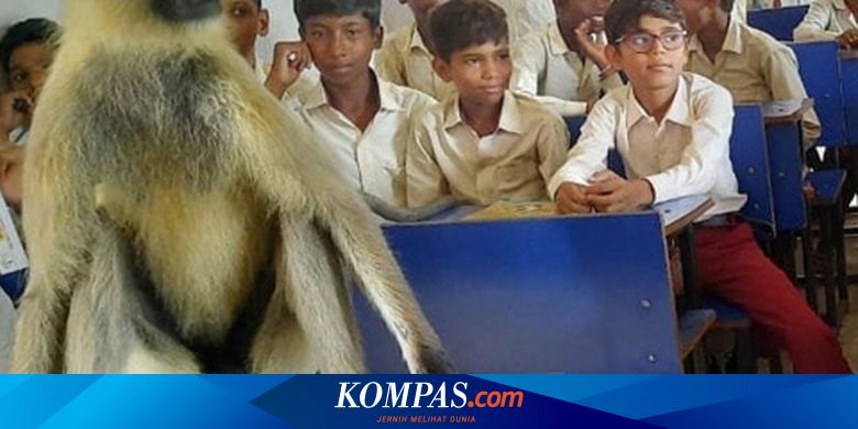 Viral monkey enters classroom in India and “learns” with children