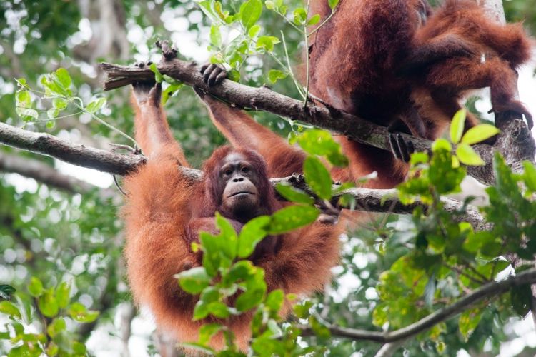 Kawasan Taman Nasional Tanjung Puting menjadi pusat konservasi orangutan terbesar di dunia. Salah satu Taman Nasional di Kalimantan Tengah. 
