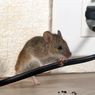 4 Fakta tentang Tikus di Dalam Rumah