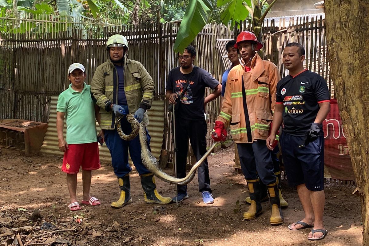 Anggota Damkar foto bersama ular piton yang berhasil mereka ditangkap. 