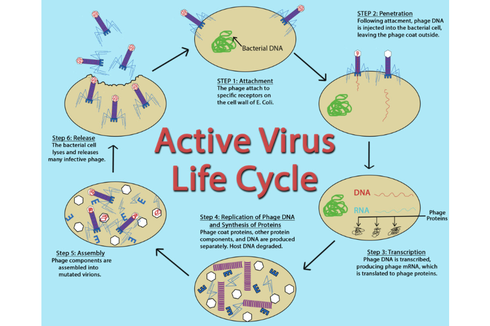 Bagaiamana Cara Virus Menginfeksi Bakteri?