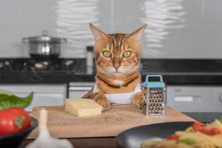 ilustrasi bolehkah kucing mengonsumsi keju?