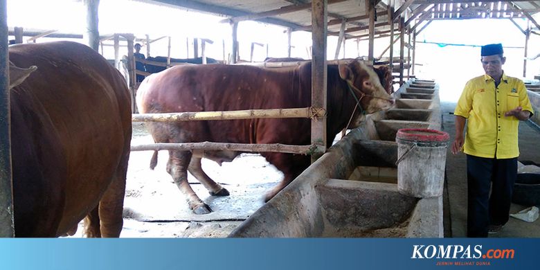 Kisah Tukang Tambal Ban Yang Sukses Jadi Peternak Sapi