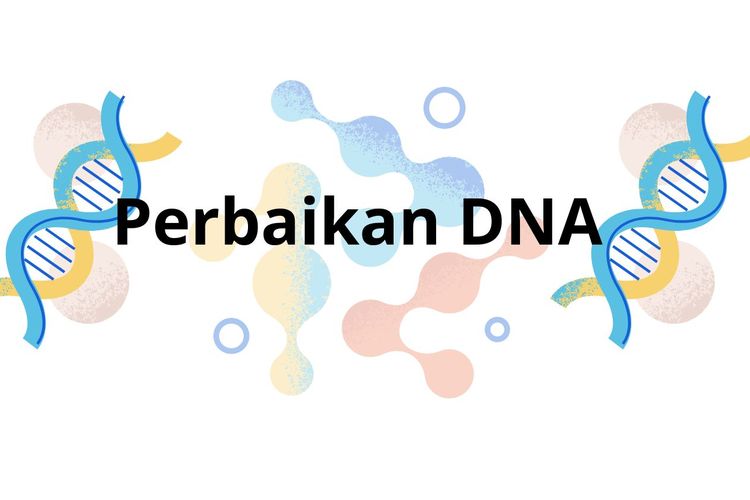 Perbaikan DNA