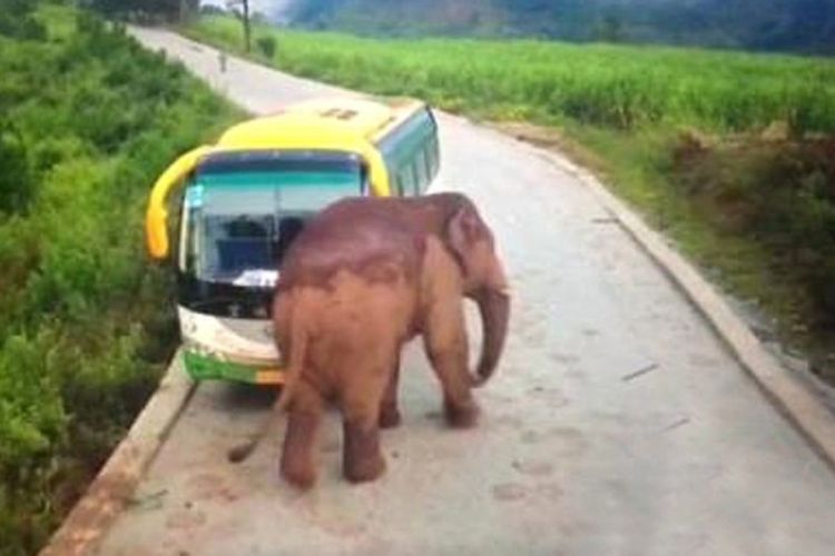 Seekor gajah di China menyerang bus wisata yang dikemudikan seorang pengemudi, Sabtu (9/12/2017), dekat kawasan lindung untuk gajah liar di Xishuangbanna, provinsi Yunnan. Tak ada penumpang di dalamnya, dan pengemudi bus tidak mengalami luka dalam insiden itu. (SCMP)