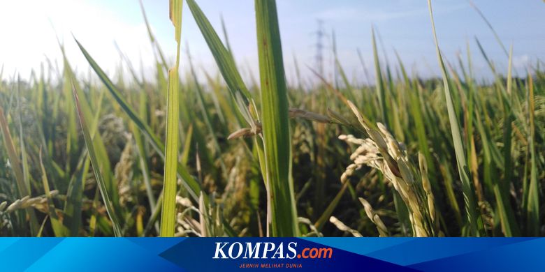 Curah Hujan Juni 2020 di Atas Rata-rata Iklim, Bagaimana Bulan Juli?