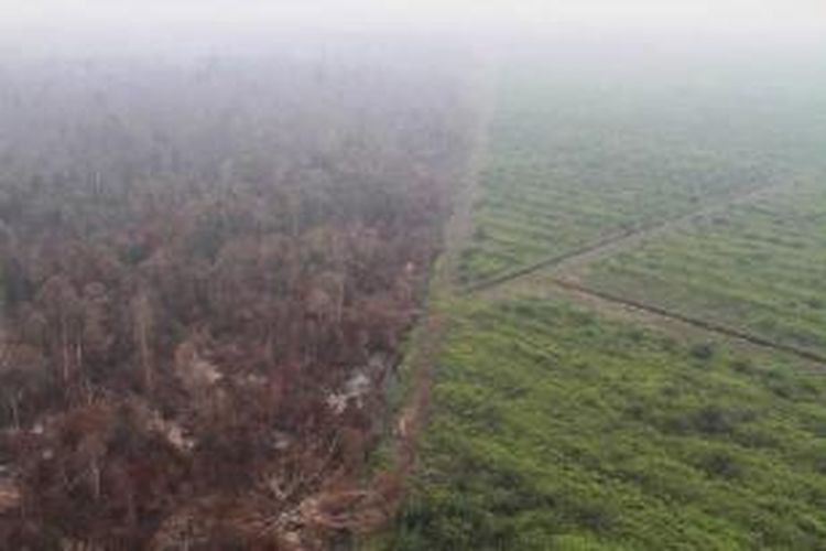 Hutan gambut yang berbatasan dengan perkebunan kelapa sawit di Kabupaten Kubu Raya, Kalimantan Barat, terlihat telah hangus terbakar, Minggu (20/9/2015). Kebakaran terpantau melalui patroli udara Badan Nasional Penanggulangan Bencana.