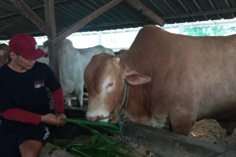 Angga yang menjaga sapi kurban jenis Limosin dari Presiden Jokowi di Pangkalbalam, Pangkalpinang, Babel, Kamis (8/6/2023).