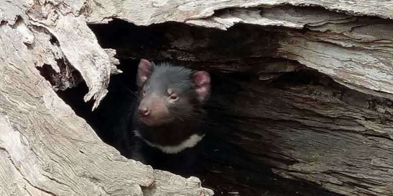 Tasmanian devil atau setan tasmania, hewan khas Tasmania yang terancam punah.
